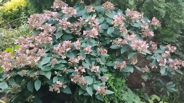 Гортензия метельчатая Polestar смотреть онлайн