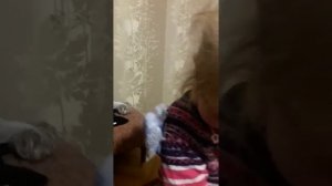 Ручной попугай,  Волнистый, Приколы с попугаем! Смешные попугаи)