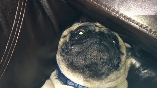 Pug pushing Guinea pig off the couch смотреть онлайн