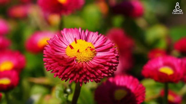 Vivaldi ~ Spring смотреть онлайн