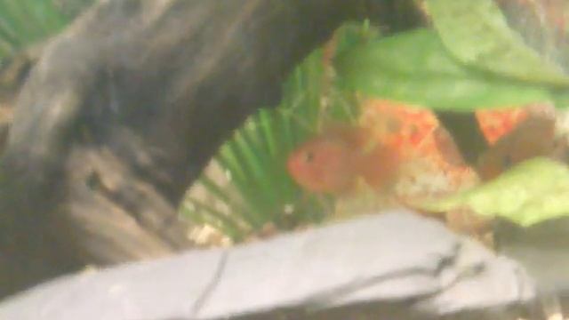 Красные хромисы смотреть онлайн