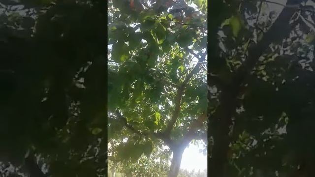 Абрикосы разных сортов Таджикистана смотреть онлайн