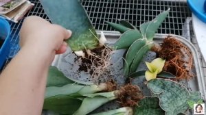 Сансевиерия, адаптация и пересадка после покупки из магазина. Адаптация голландских растений.