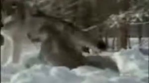 Александр Розенбаум   Одинокий волк