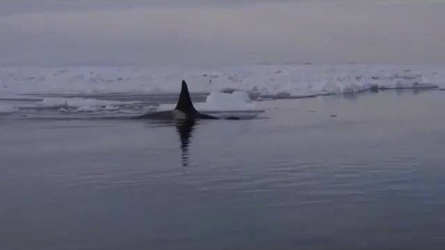 L'orca(Orcinus orca) смотреть онлайн