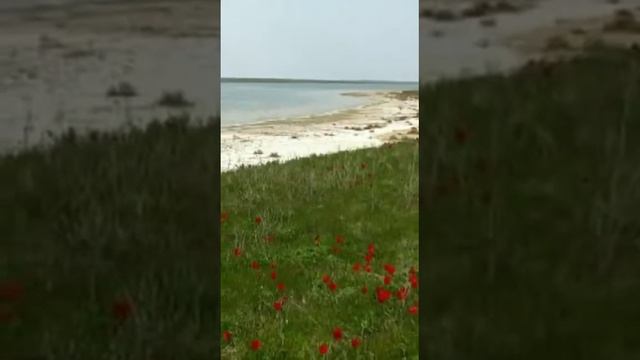 Калмыцкая степь Весной. смотреть онлайн