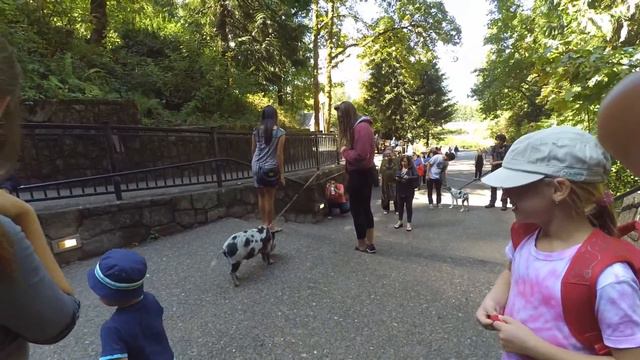 Поросенок на поводке смотреть онлайн