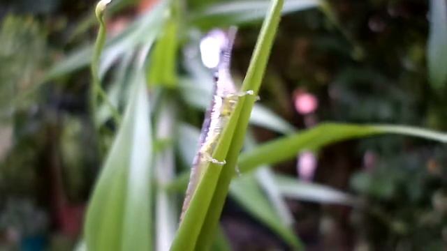 Grasshopper Eating Gloriosa superba Leaf смотреть онлайн