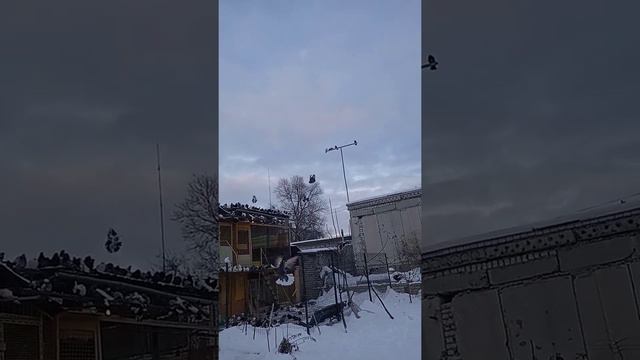 николаевские голуби на перелете,+380958748057 смотреть онлайн