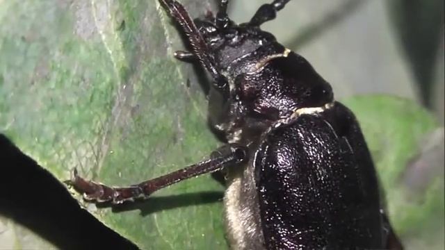 ИНСЕКТАРИЙ: 82. Усач-Кожевник (Prionus coriarius) смотреть онлайн