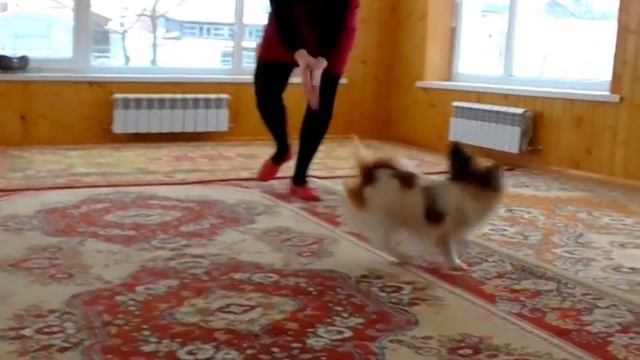 Папийон Грейсросс Курама Мирабилис. смотреть онлайн