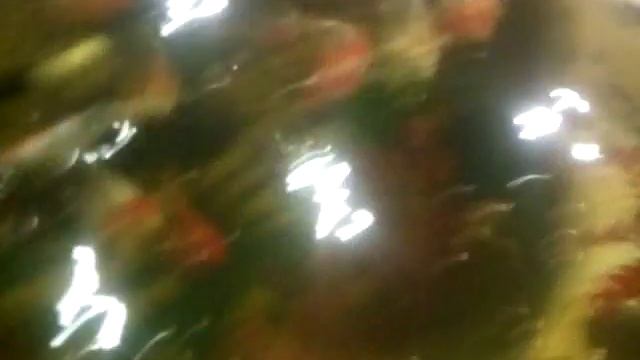 Фонтан с рыбками ( там же на горячих источниках ) смотреть онлайн