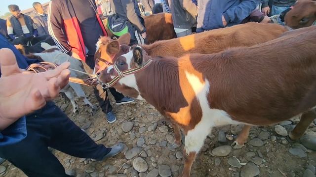 SAMARQANDDA MOL BOZORI ARZON BULDI смотреть онлайн