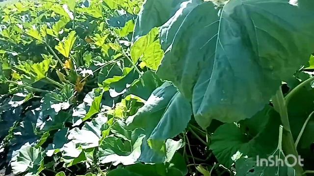 Заготовки/Всё растёт, и трава тоже/Влог о жизни в деревне смотреть онлайн