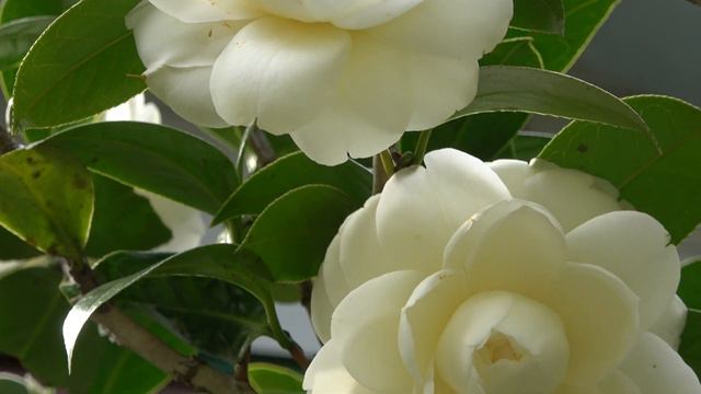 癒しの花②白花の椿 смотреть онлайн