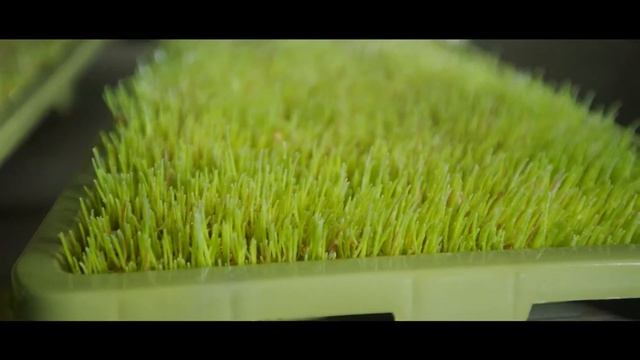 ГИДРОПОННЫЙ ЗЕЛЕНЫЙ КОРМ смотреть онлайн