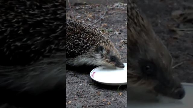 Почему ежу нельзя давать молоко? #Shorts смотреть онлайн