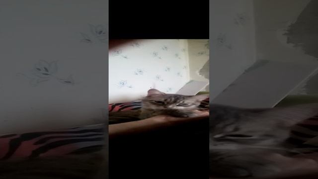VID_20230521_185051.3gp смотреть онлайн