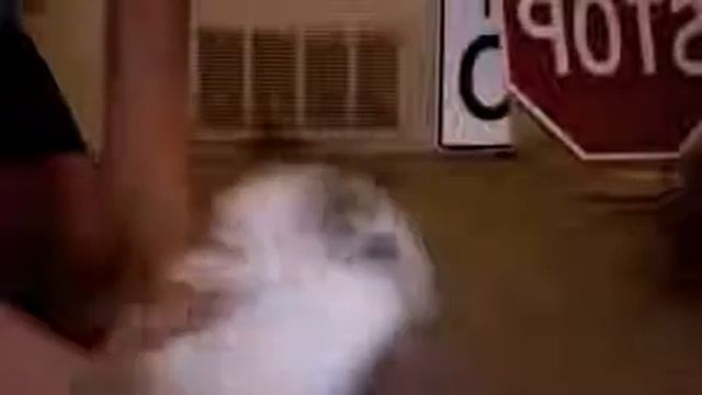 Шиншила смотреть онлайн