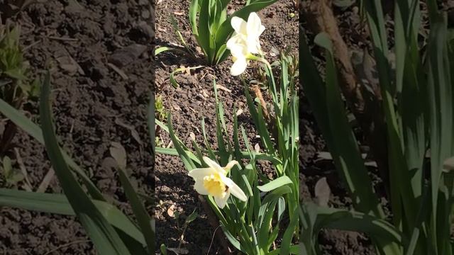 Красота в Барнауле 27.04.2022 ( снято Дорой Люкс) #beautiful #doralux #barnaul