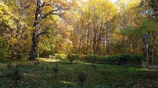 Осенний лес смотреть онлайн