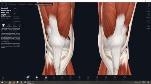 Анатомия коленного сустава