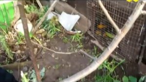 Улучшенная копулировка с язычком (делаем прививку груши)