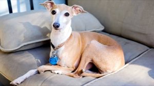 Левретка Порода собак