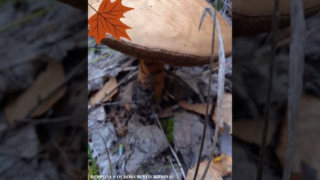 ?ДАРЫ ОСЕНИ? смотреть онлайн