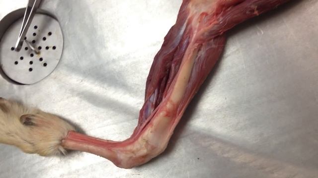 Svaly Predlaktia A Konca Končatiny (Svaly Hrudníkovej Končatiny)