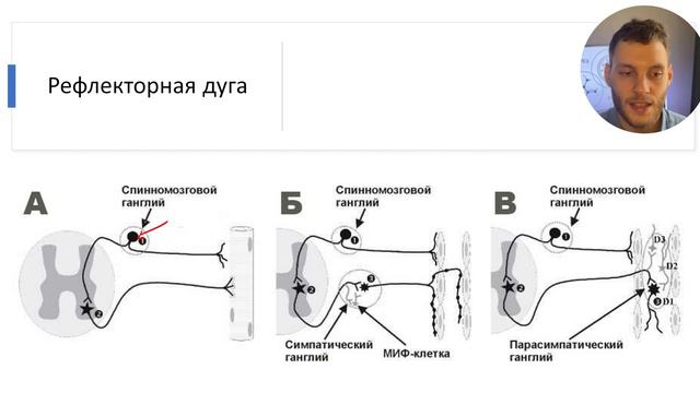 ВЕГЕТАТИВНАЯ НЕРВНАЯ СИСТЕМА ЗА 10 МИНУТ смотреть онлайн