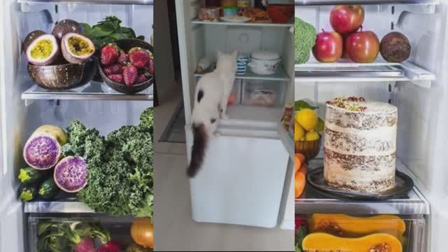 День открытых дверей кота Влашича смотреть онлайн