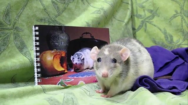 Сюрприз из Казани "Кто здесь?* смотреть онлайн