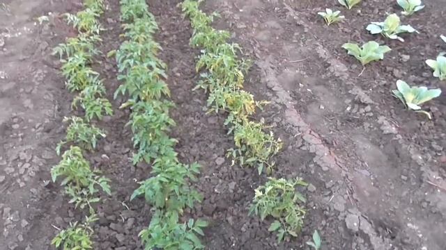 Прополка и рыхление - это сухолй полив смотреть онлайн