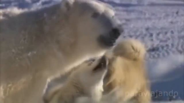 Необычная дружба животных видео, топ 10 союзов между животными смотреть онлайн