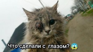 РАНЕННОГО КОТЕНКА ХОТЕЛИ УБИТЬ?НЕ ДЛЯ СЛАБОНЕРВНЫХ