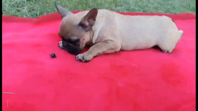 Французский бульдог смотреть онлайн