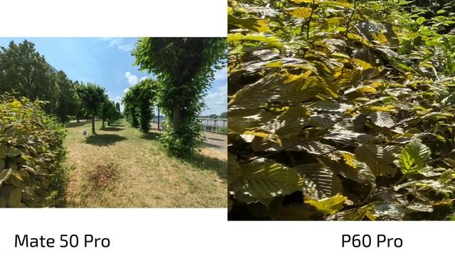 P60 Pro Vs Mate 50 Pro - Camera Comparison