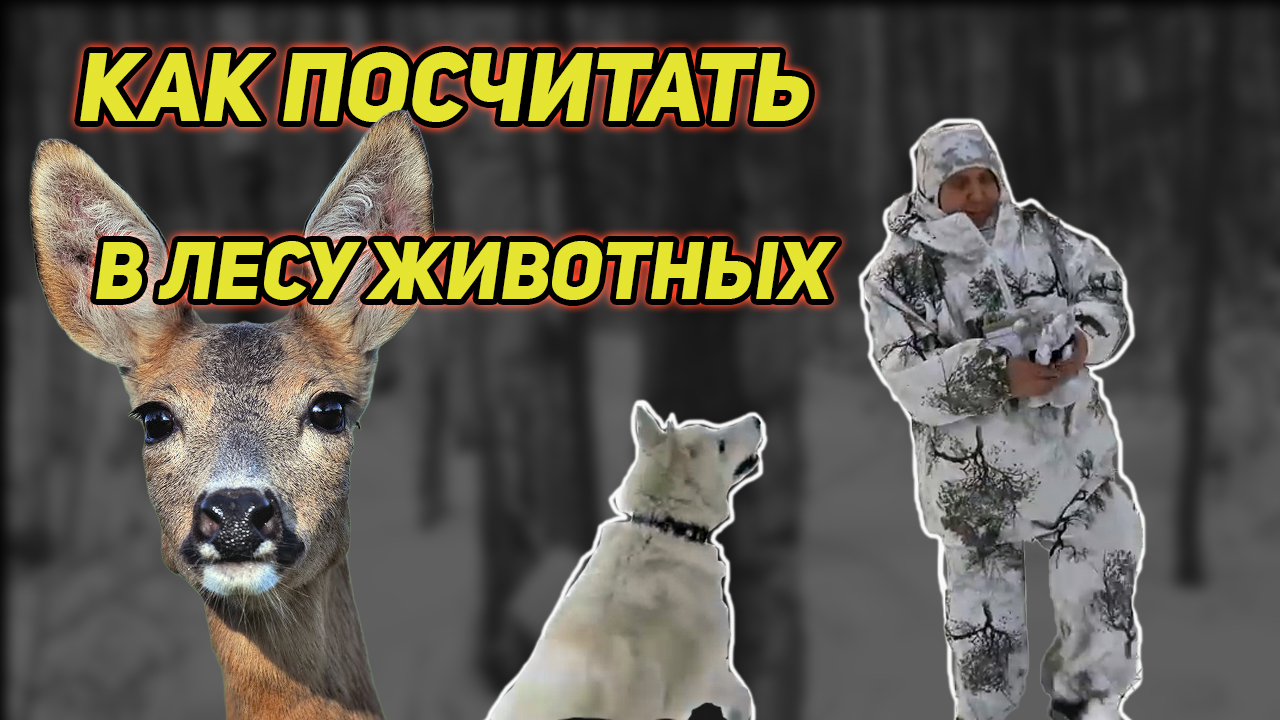 КАК ПОСЧИТАТЬ В ЛЕСУ ЖИВОТНЫХ. ПРОСТОЙ И ЭФФЕКТИВНЫЙ СПОСОБ УЧЕТА. смотреть онлайн