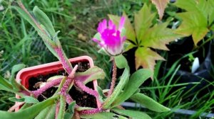 "Хрустальная трава"