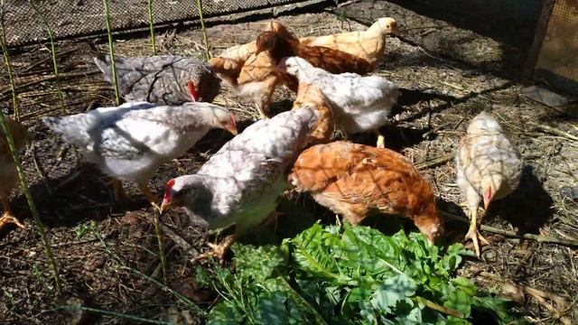 Куры, двухмесячные и суточные цыплята. Июль 2022 смотреть онлайн