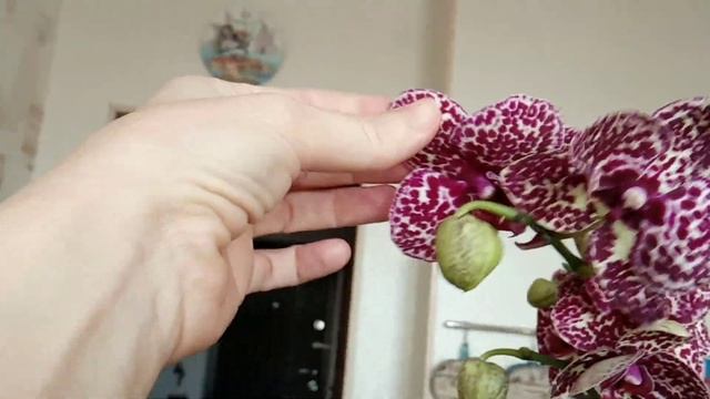 ☑️НАСТОЯЩИЙ ДИКИЙ КОТ ОРХИДЕЯ )))?❤️❤️❤️?? смотреть онлайн