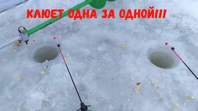 Навага, клюет одна за одной!!! смотреть онлайн