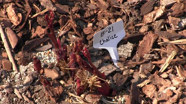 What's Happening at the Reinhardt Peony Garden - April 5, 2020 смотреть онлайн