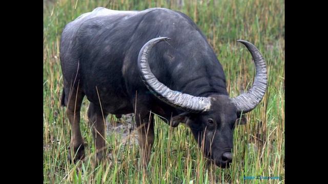 Интересные факты о буйволах(Interesting Facts About Buffalo).