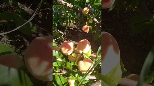 Персик на Южном Урале смотреть онлайн