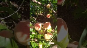 Персик на Южном Урале