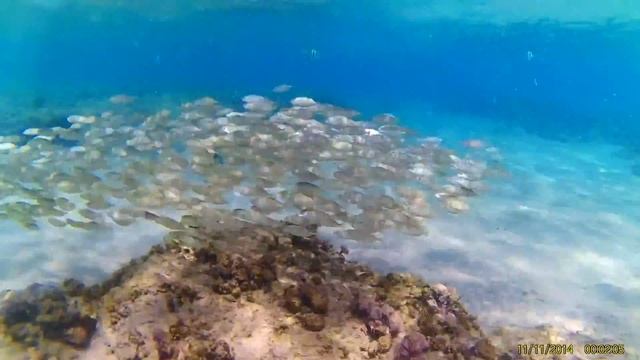 В поисках Немо. Часть 1 смотреть онлайн