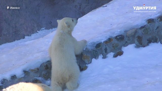 Белый медвежонок на прогулке в зоопарке Ижевска смотреть онлайн
