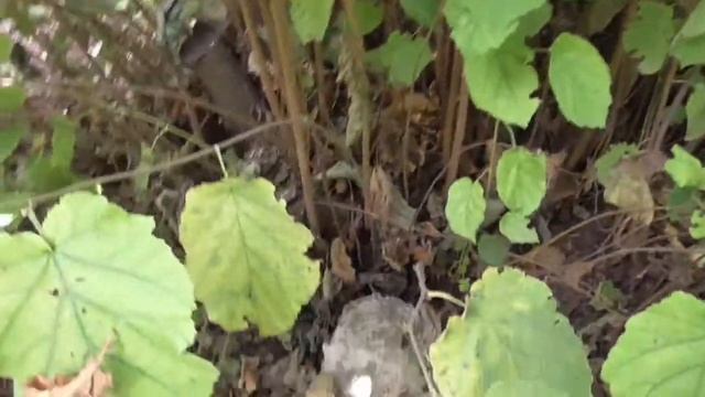 Фундук трапезунд. Старый куст этап омоложения. смотреть онлайн